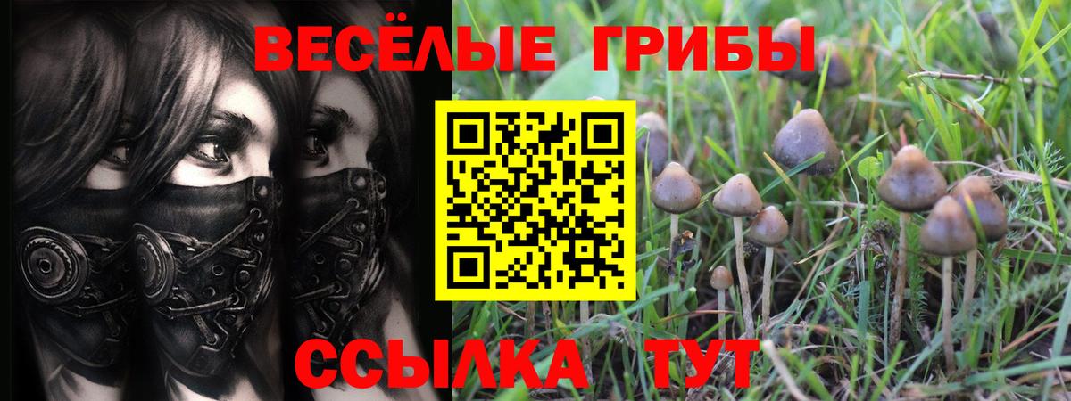 Курчатов  Псилоцибиновые грибы мухоморы  Вход с VPN 